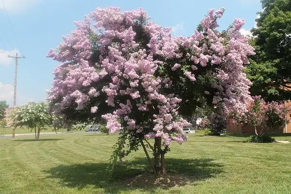 Photo of Lagerstroemia indica - Growth habit:Elvert Barnes