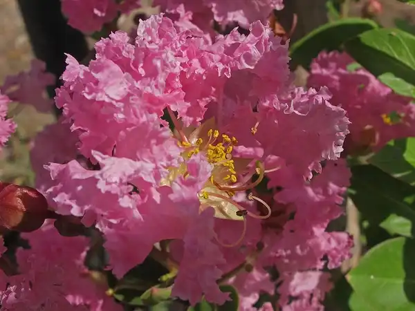 Photo of Lagerstroemia indica - Close up of flower:Jacinta Lluch Valero