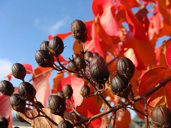 Photo of Lagerstroemia indica - Fruit and fall color:Martin LaBar