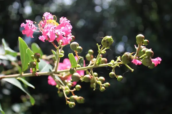 Photo of Lagerstroemia indica - Inflorecence:skdavidson