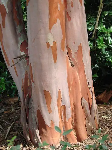 Photo of Lagerstroemia indica - Bark detail:Martin LaBar