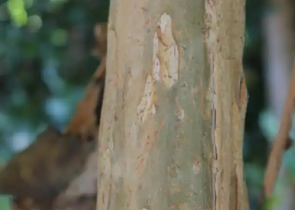 Photo of Lagerstroemia indica - Bark:skdavidson