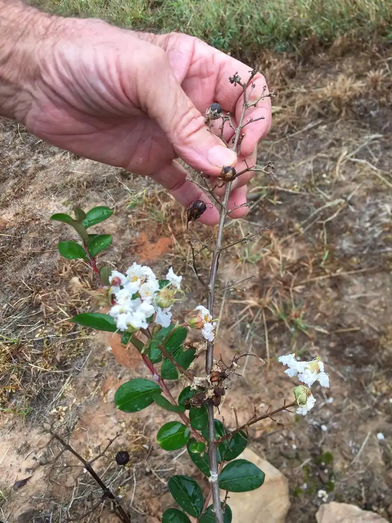 Foto de Lagerstroemia 'JD900' EARLY BIRD WHITE (Lagerstroemia 'JD900' EARLY BIRD WHITEs)