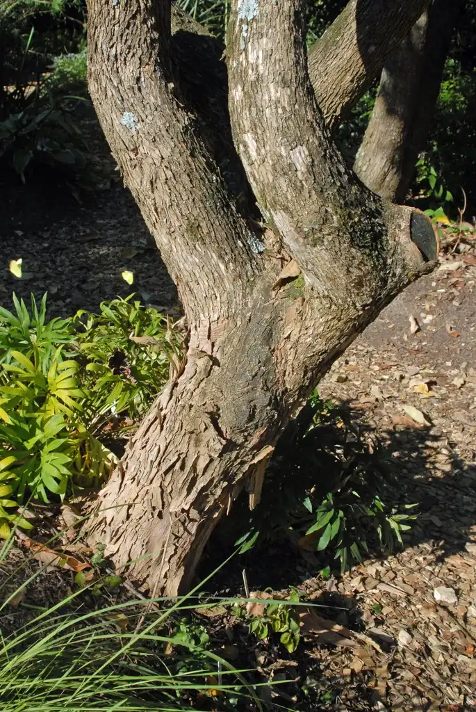 Photo of Lagerstroemia limii (Lagerstroemia limiis)