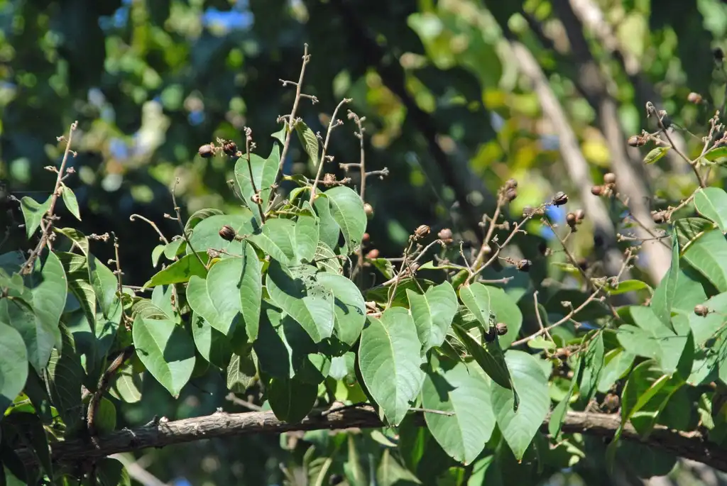 Photo of Lagerstroemia limii (Lagerstroemia limiis)