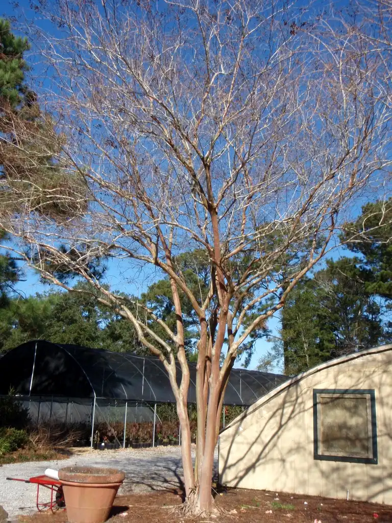 Фото Lagerstroemia 'Natchez' (Lagerstroemia 'Natchez's)