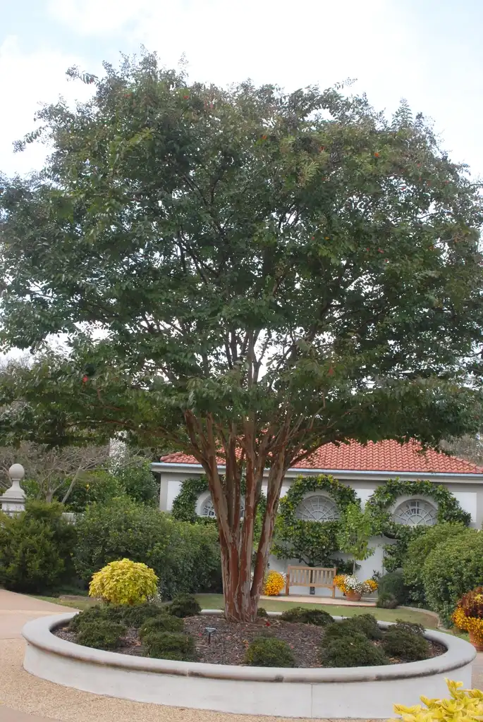 Фото Lagerstroemia 'Natchez' (Lagerstroemia 'Natchez's)