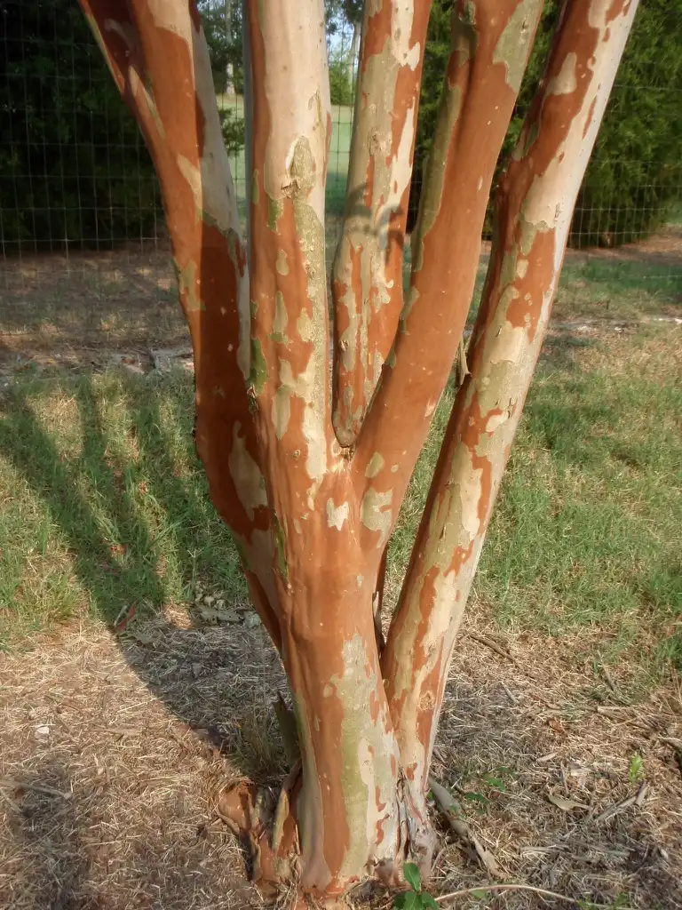 Photo of Lagerstroemia 'Osage' (Lagerstroemia 'Osage's)