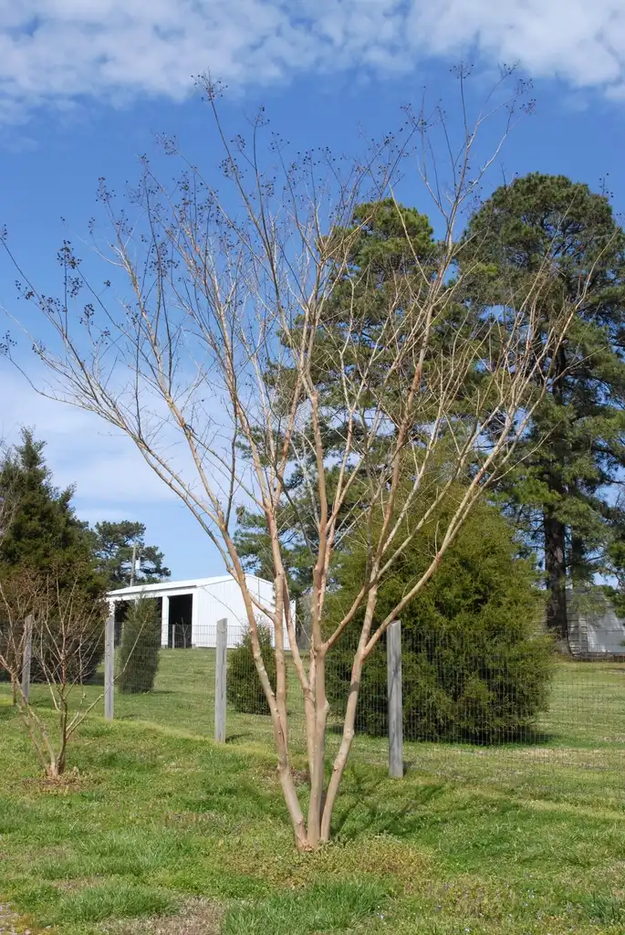 Photo of Lagerstroemia 'Osage' (Lagerstroemia 'Osage's)