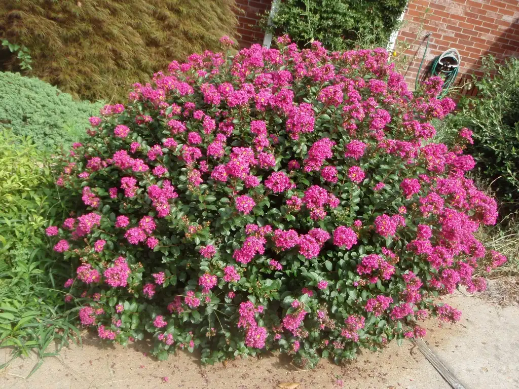 Lagerstroemia 'Pocomoke'(Креп Миртл) Flower Form