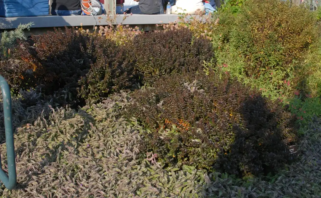 Lagerstroemia 'Ruby Dazzle'(Рубиновый Дэззл Креп Миртл) Form