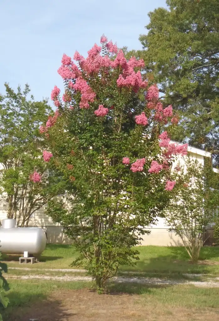 Photo of Lagerstroemia 'Sioux' (Lagerstroemia 'Sioux's)