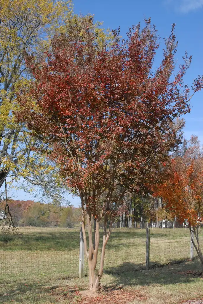Photo of Lagerstroemia 'Sioux' (Lagerstroemia 'Sioux's)