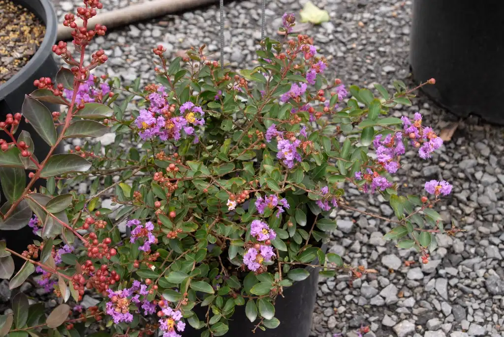 Photo of Lagerstroemia speciosa (Lagerstroemia speciosas)
