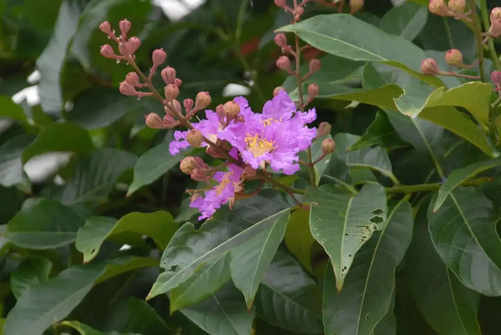 Photo of Lagerstroemia speciosa (Lagerstroemia speciosas)