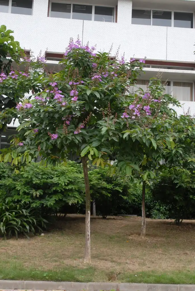Photo of Lagerstroemia speciosa - Young Form:Jim Robbins