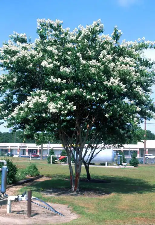 Photo of Lagerstroemia subcostata var. fauriei (Lagerstroemia subcostata var. faurieis)