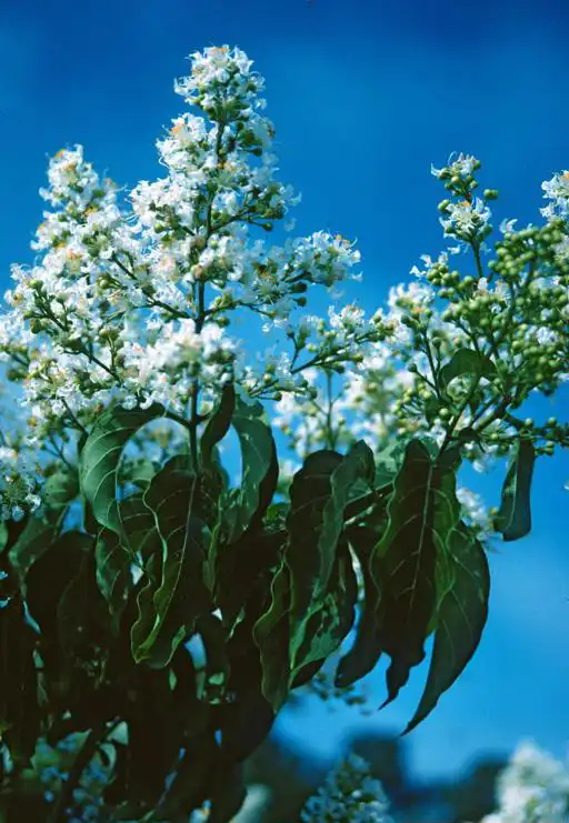 Photo of Lagerstroemia subcostata var. fauriei (Lagerstroemia subcostata var. faurieis)
