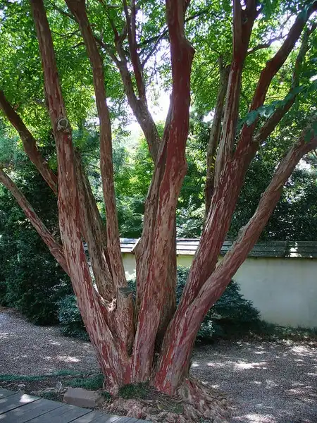 Photo of Lagerstroemia subcostata var. fauriei - Bark:Scott Zona