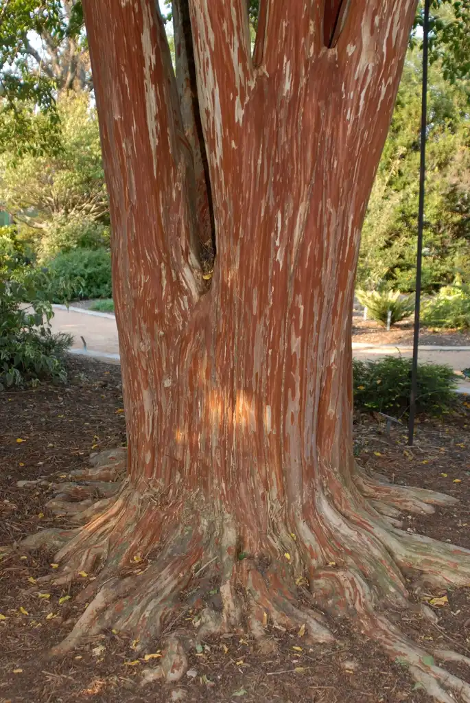 Photo of Lagerstroemia subcostata var. fauriei - 'Fantasy' Trunk:Jim Robbins