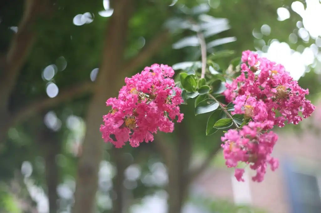 Photo of Lagerstroemia (Lagerstroemias)
