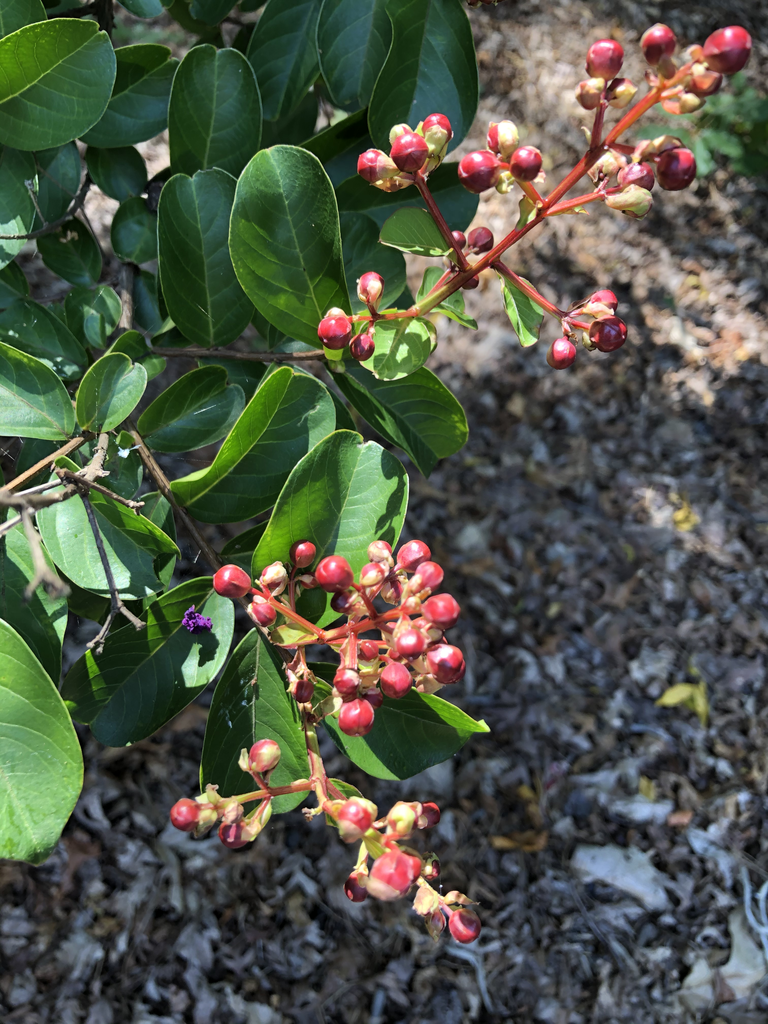 Photo of Lagerstroemia (Lagerstroemias)
