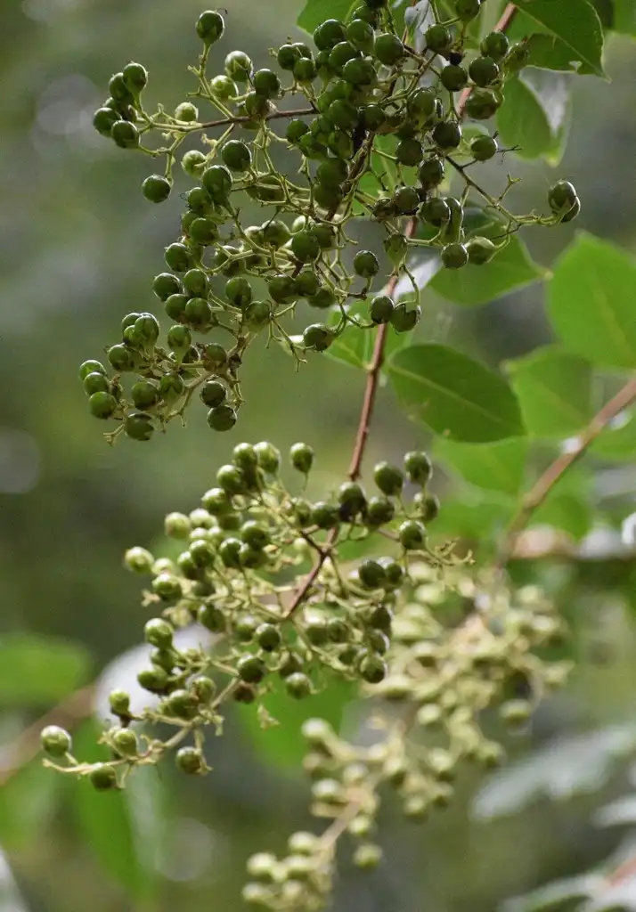 Photo of Lagerstroemia - Flower Buds (Warren County,NC)-Summer:Cathy Dewitt