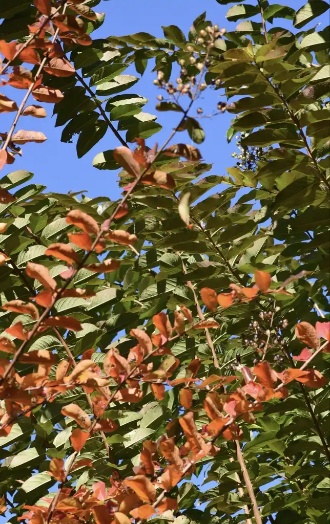 Photo of Lagerstroemia - Leaf (Warren County,NC)-Mid Fall:Cathy Dewitt