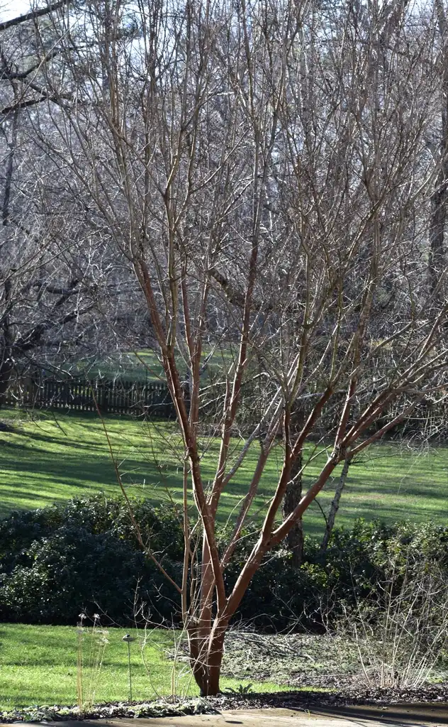 Photo of Lagerstroemia - Form (Wake County, NC)-Mid Winter:Cathy Dewitt
