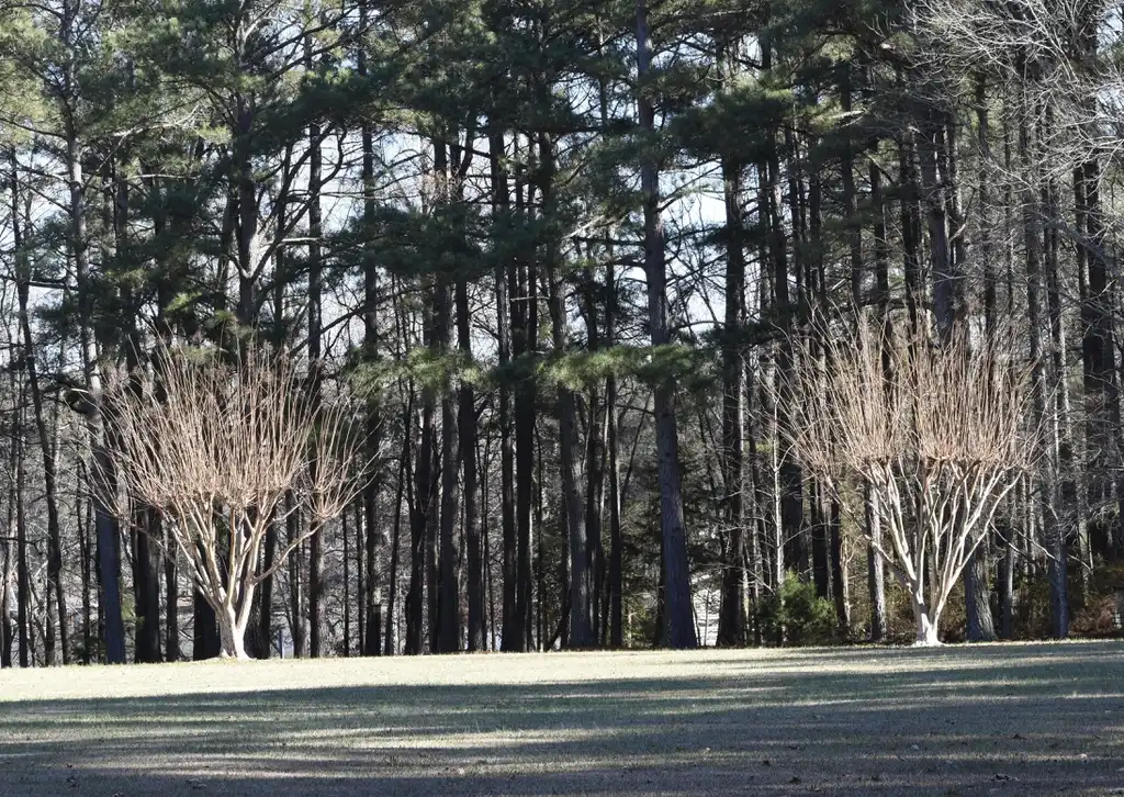 Photo of Lagerstroemia - Severe pruning (Halifax County, NC):Cathy Dewitt