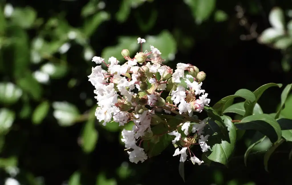 Photo of Lagerstroemia - Buds (Warren County,NC)-Mid Fall:Cathy Dewitt