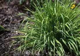 Photo of Lagurus ovatus (Lagurus ovatuss)