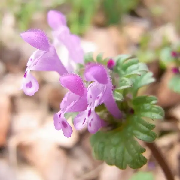 Фото Lamium amplexicaule (Lamium amplexicaules)