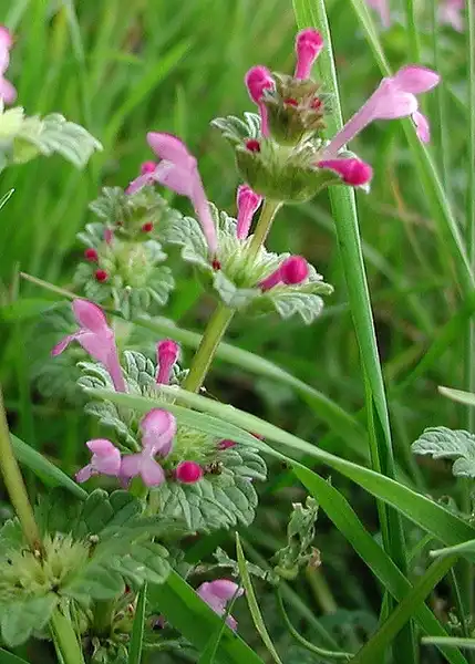 Фото Lamium amplexicaule (Lamium amplexicaules)