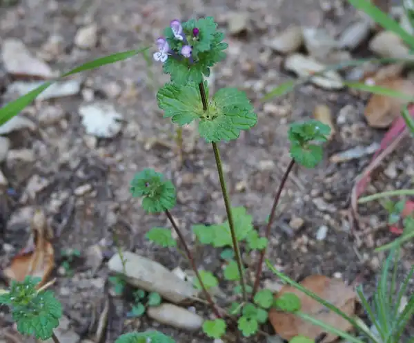 Фото Lamium amplexicaule - Opposite leaves:J Maughn