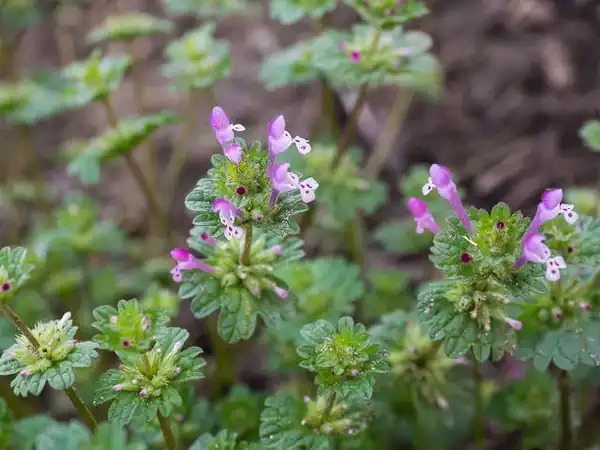 Фото Lamium amplexicaule - Flowers and leaves:F. D` Richards