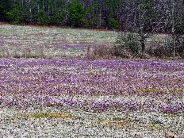 Фото Lamium amplexicaule - Wild in a meadow:Martin LaBar