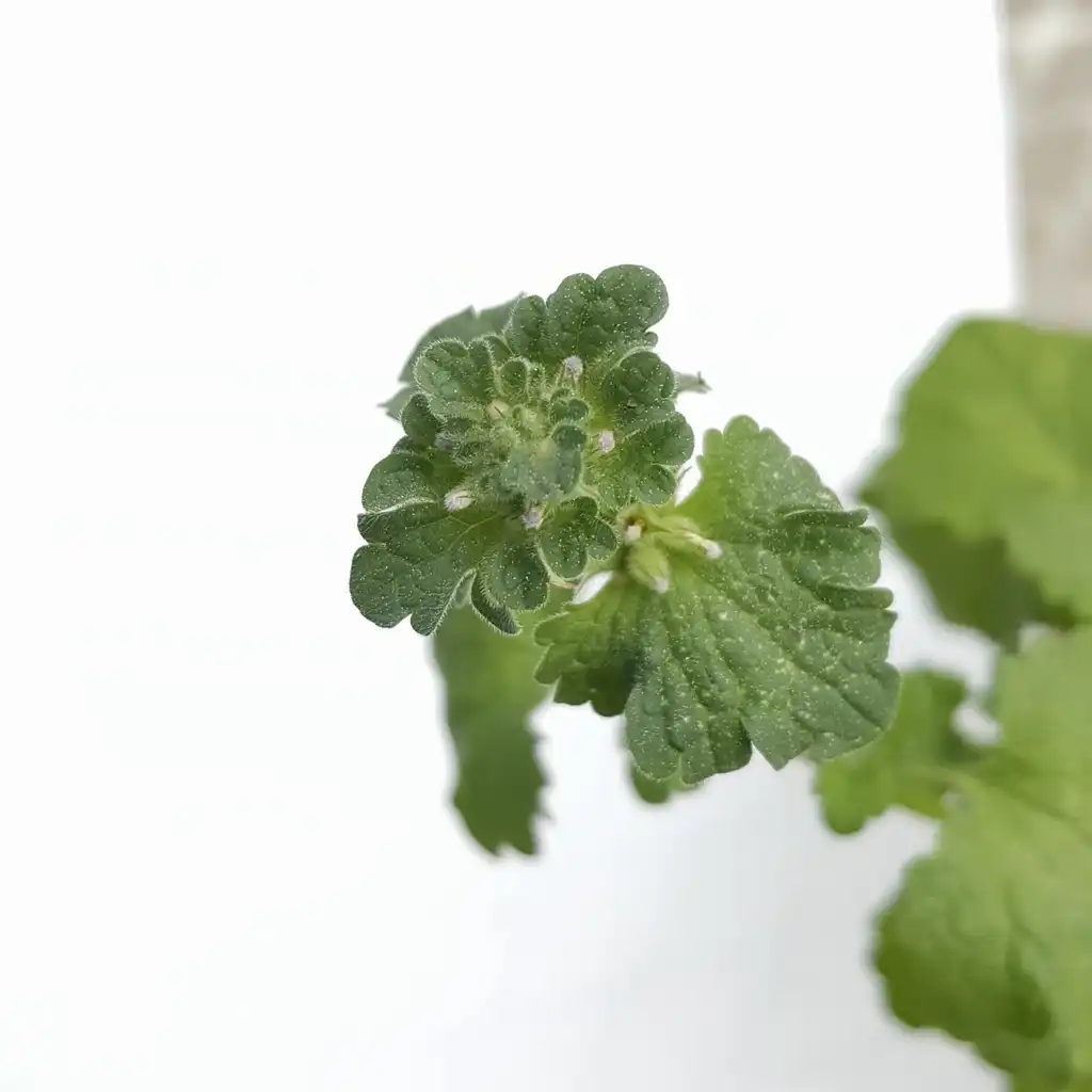Фото Lamium amplexicaule - Flower buds:Kira Sims