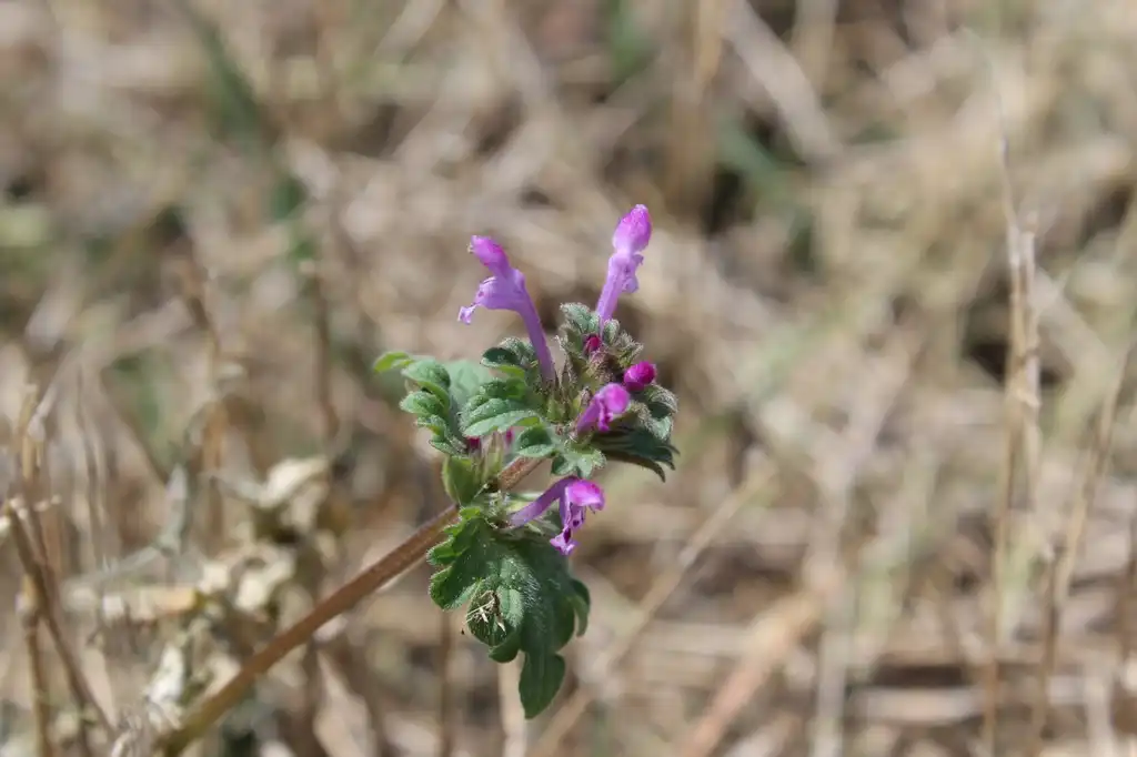 Фото Lamium amplexicaule - Flower:Kira Sims