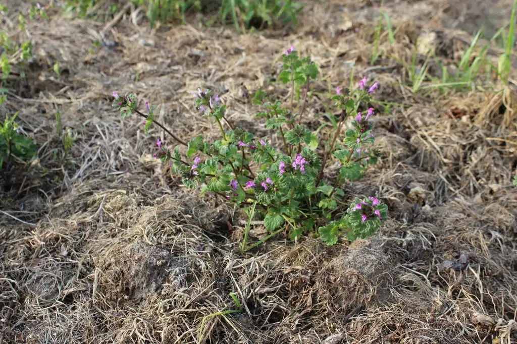 Фото Lamium amplexicaule - Environment:Kira Sims