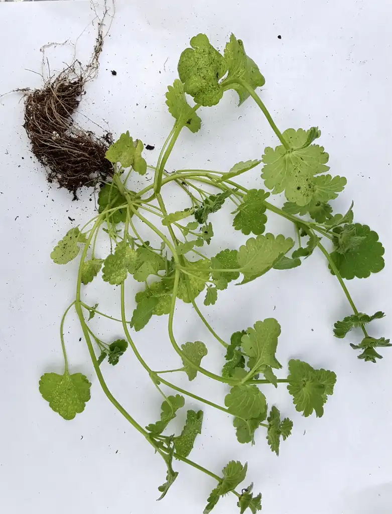 Фото Lamium amplexicaule - Plant and roots:Kira Sims