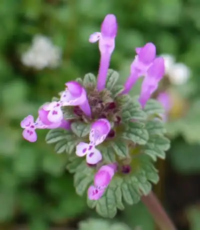 Фото Lamium amplexicaule - flowers, Wake County, NC:Cathy DeWitt