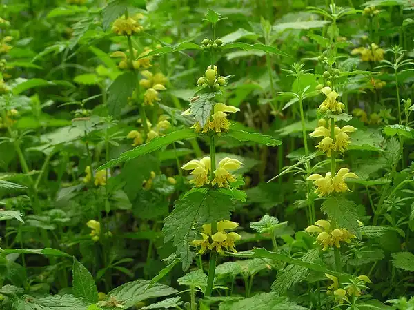Фото Lamium galeobdolon (Lamium galeobdolons)