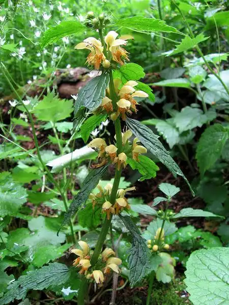 Фото Lamium galeobdolon (Lamium galeobdolons)
