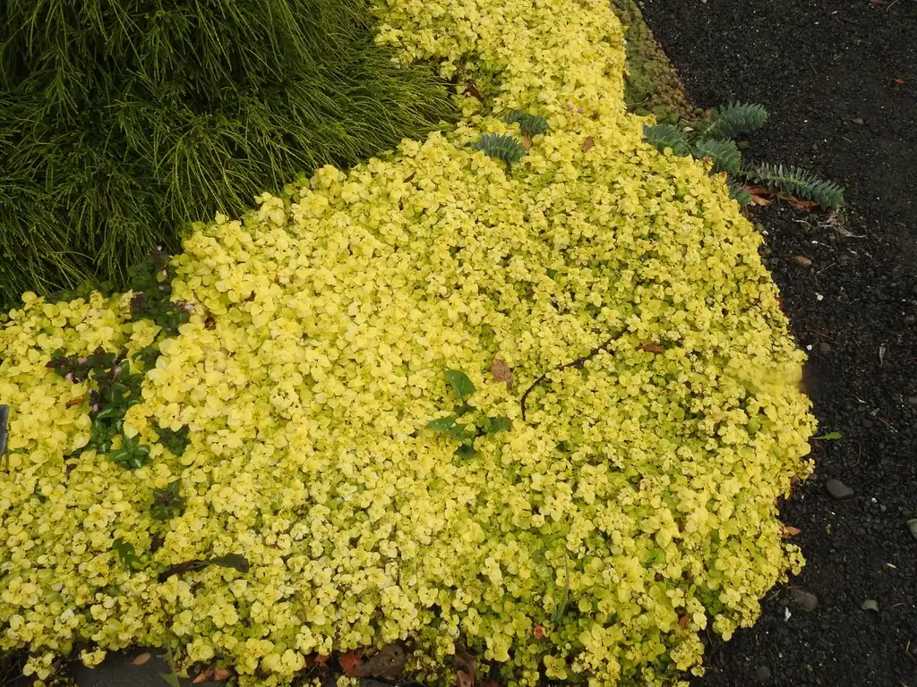 Photo of Lamium maculatum 'Aureum' (Lamium maculatum 'Aureum's)