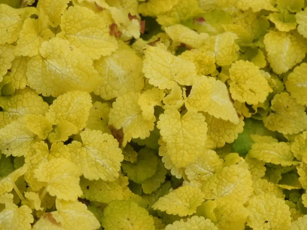 Photo of Lamium maculatum 'Aureum' (Lamium maculatum 'Aureum's)