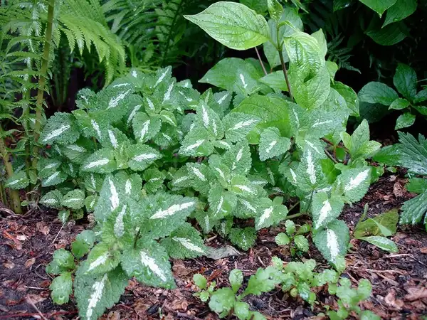Photo of Lamium maculatum (Lamium maculatums)