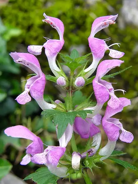 Photo of Lamium maculatum (Lamium maculatums)