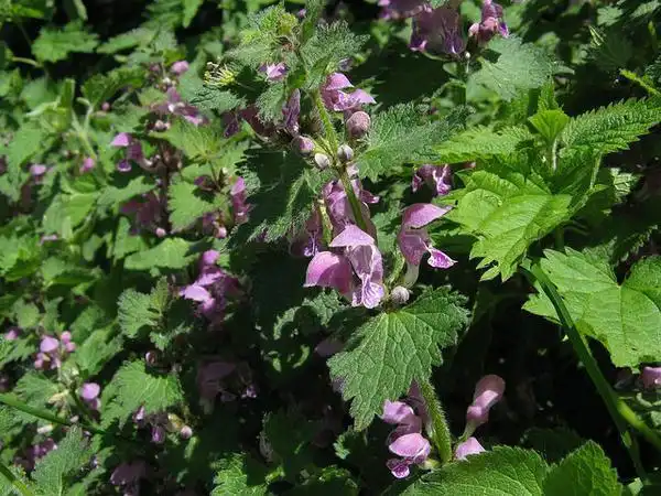 Photo of Lamium maculatum - :Nedm44