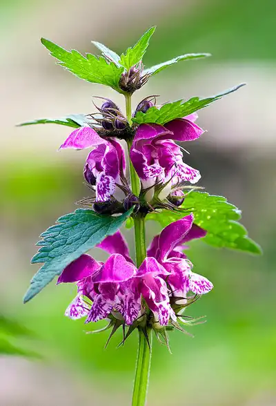 Photo of Lamium maculatum - Lamium maculatum:M Albi